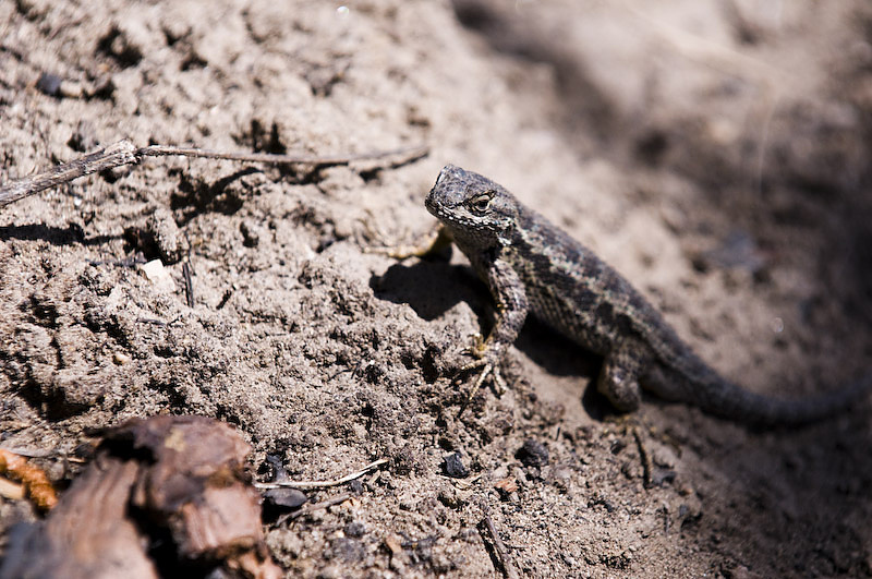 Even the lizards wanted to check the final riders.
