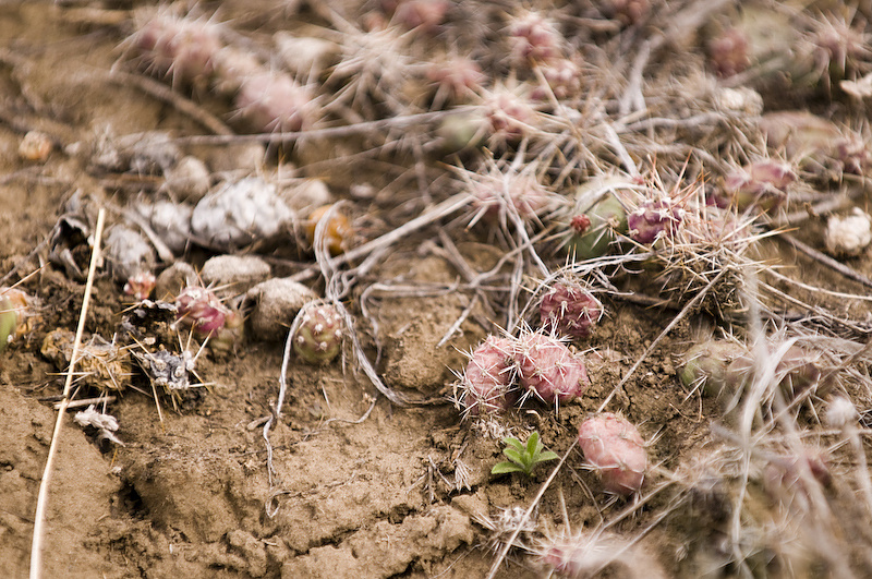 Killer loose cactus balls await your shins and tires around every corner you don't make.