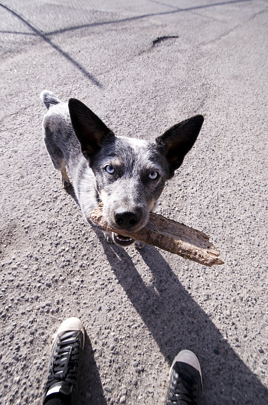 Hello, welcome to Williams Lake...now throw the damn stick.