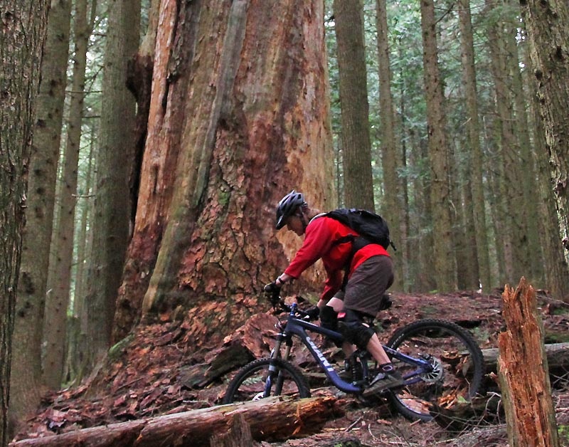 Giant's Reign X1 and a giant cedar