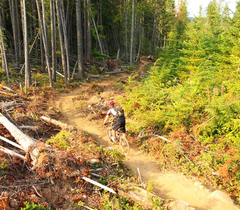 Jeremy on Crafty Butcher which escaped logging and skirts the clear cut.