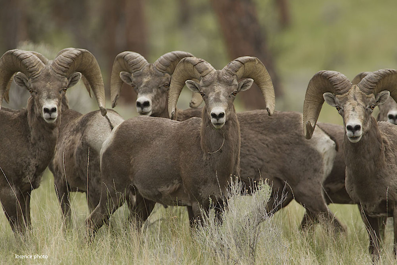 Adventures with Matt usually result in wildlife run ins... - Sterling Lorence.