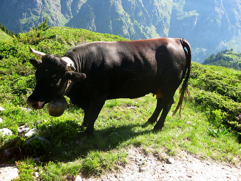 Right of way in Switzerland goes to the animal with the biggest bells!