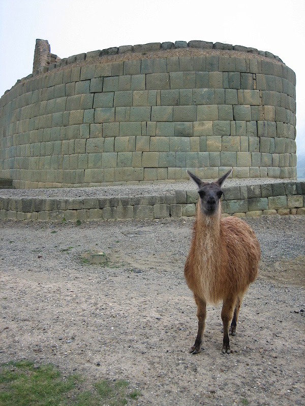 Lama & Inca ruins in Ingapirca