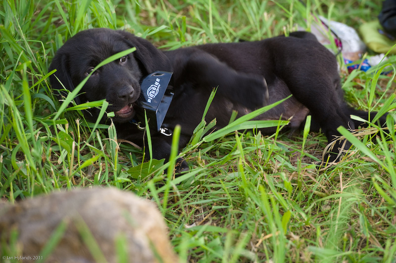 puppies love pinkbike!