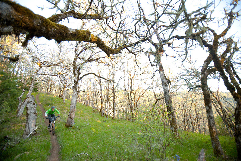 Hood River scrub oak.