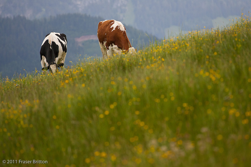Leogang Austria - World Cup. Loads of cows right next to the track means one things....