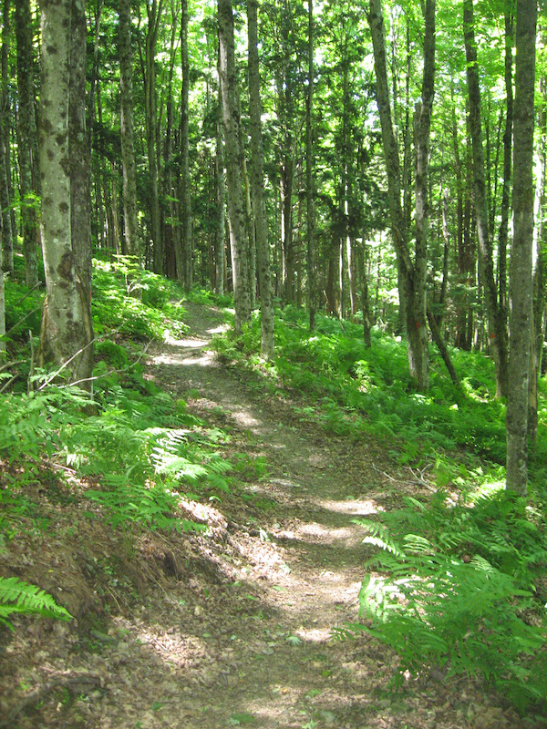 Smooth single track.
