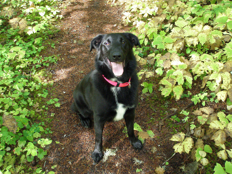Piper after a nice long run on the PCT