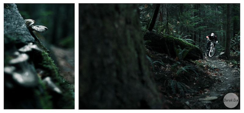 Fast corner next to a nurse log playing host to some oyster mushrooms.