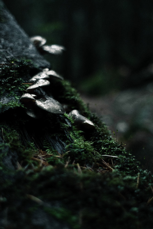 Some foliage kickin it on the trail side.