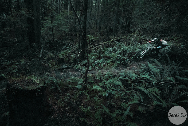 Through the whoop in the lit ferns.