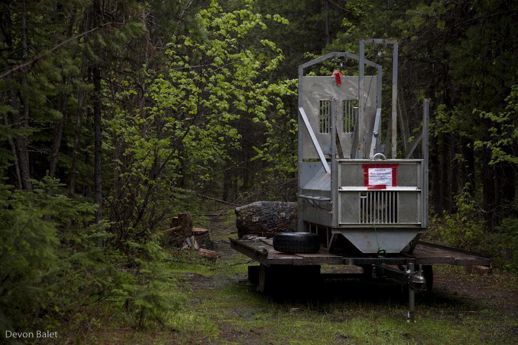 Live catch bear trap.