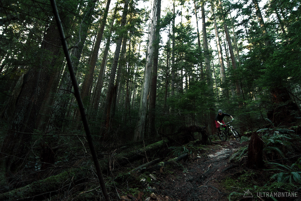Lush undergrowth creates a dark layer well below the forest canopy.