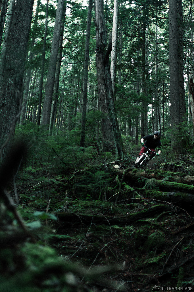 Fast corner next to an old growth cedar.