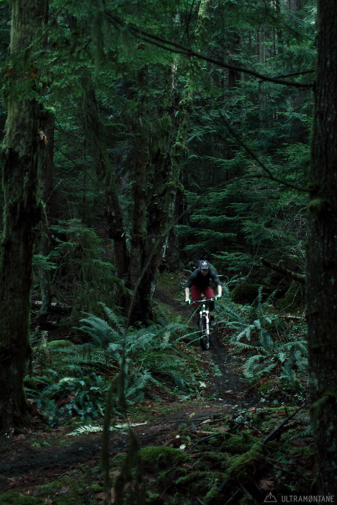 Pushing through into the green ferns.