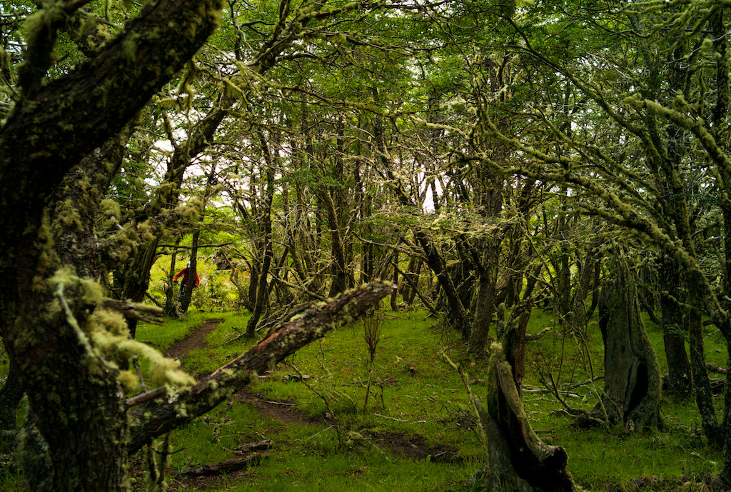 The mosst-covered trees on the edge of the Torres del Paine park give a nod towards the type of weather you can expect here. But that s what waterproofs are for right Photo by Dan Milner.