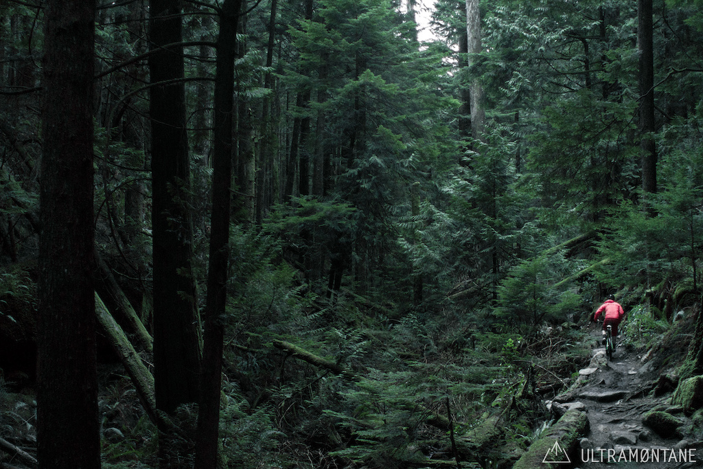 Ascent into the woods.