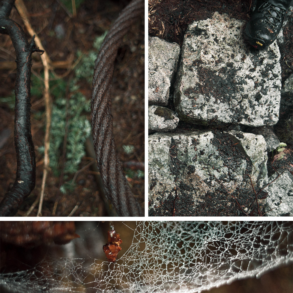 Some stone work and a cable from the logging that went on at the start of the 1900 s same diameter as the root it sits beside.