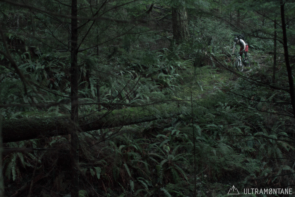 Ample fern and big trees with some single track.