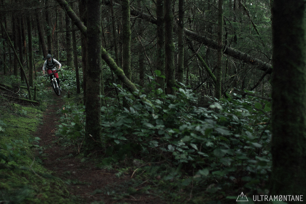 Single track with moss and salal.